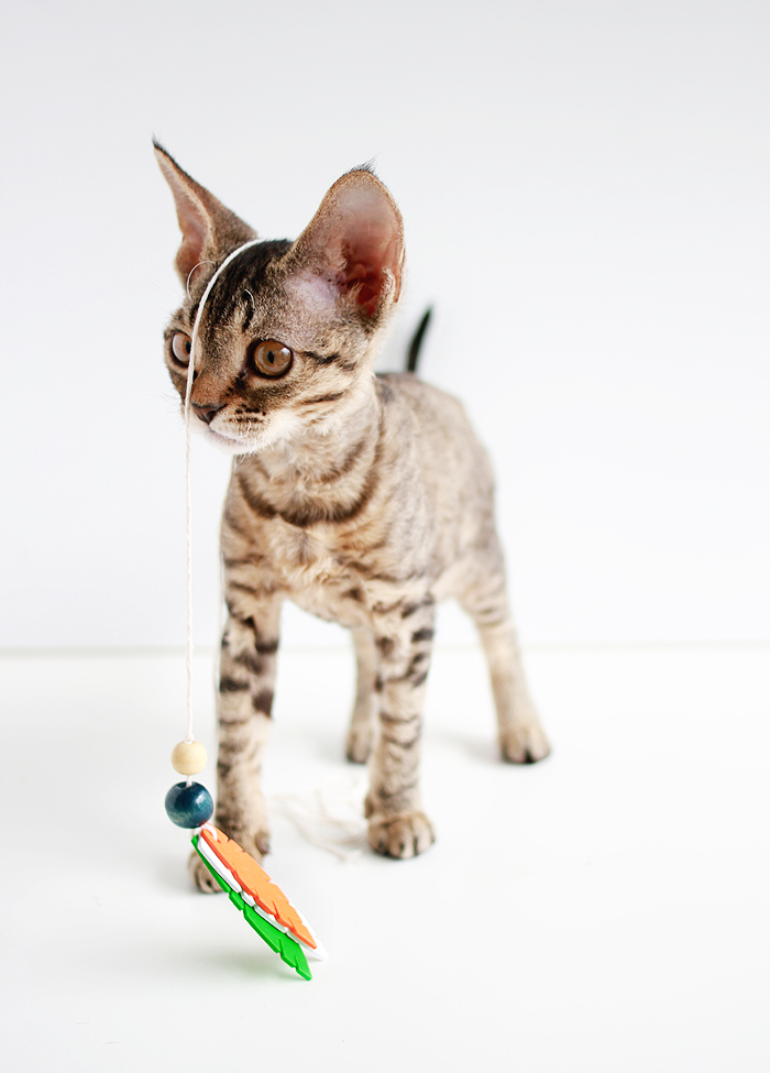 Entertain your feline friends: DIY Feathered Cat Toys | www.fishfishme.eu.com
