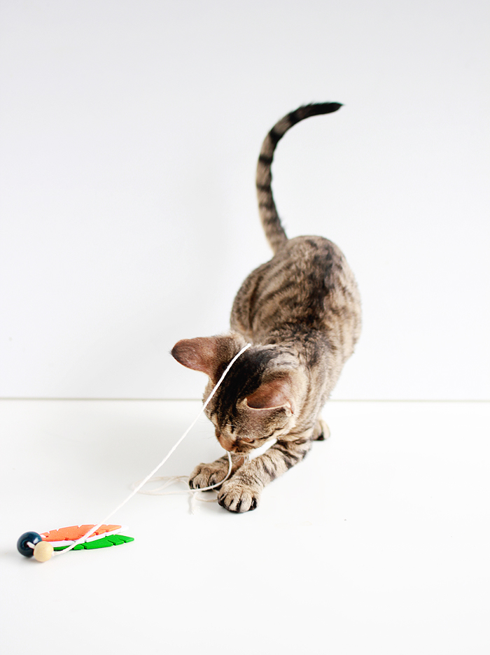 Entertain your feline friends: DIY Feathered Cat Toys | www.fishfishme.eu.com