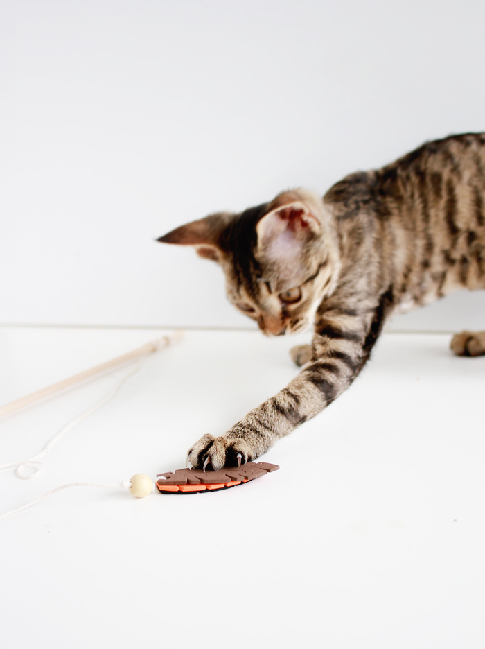 Entertain your feline friends: DIY Feathered Cat Toys | www.fishfishme.eu.com