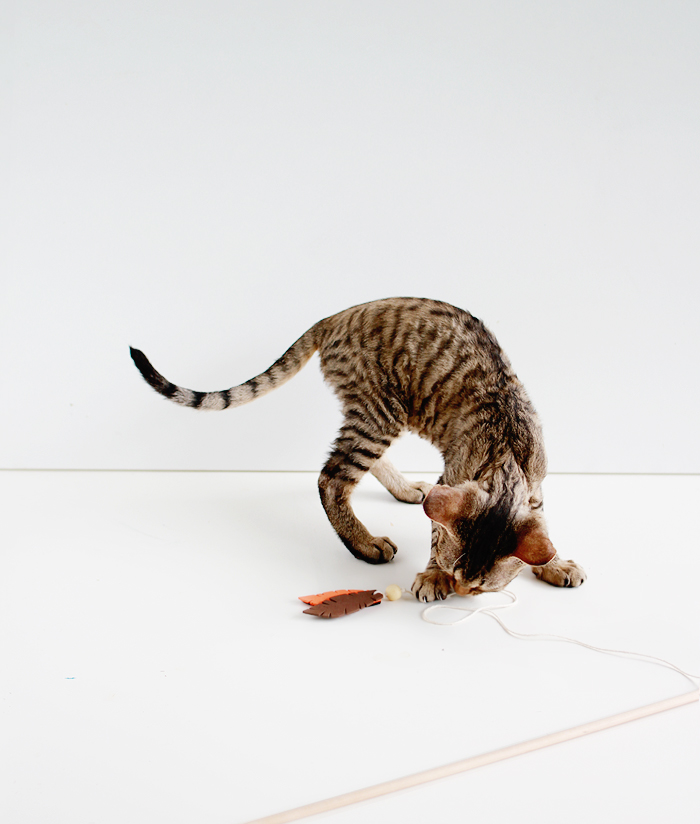 Entertain your feline friends: DIY Feathered Cat Toys | www.fishfishme.eu.com