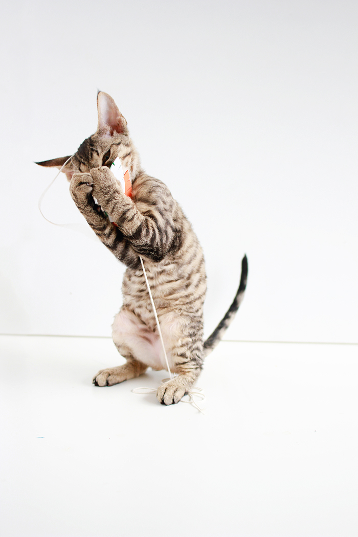 Entertain your feline friends: DIY Feathered Cat Toys | www.fishfishme.eu.com