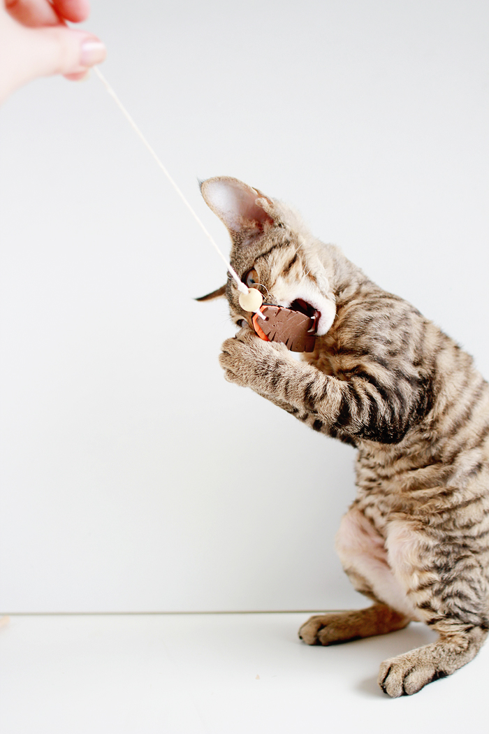 Entertain your feline friends: DIY Feathered Cat Toys | www.fishfishme.eu.com